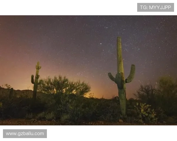 吉布森的传奇人生与创作之路探索与启示